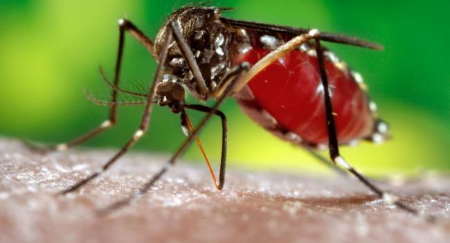 වසරේ ගතවූ කාලය තුළ ඩෙංගු රෝගීන් 4,0649ක්..